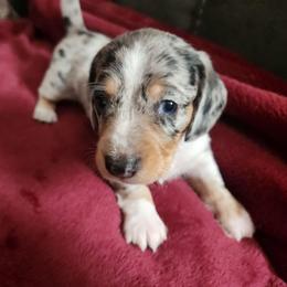 Silky. wirehaired Tiger AKC - Dapple male Dachshund puppy in Torrance, California from Lucky Dachshunds