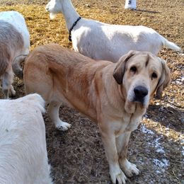 Ellie - Spanish Mastiff