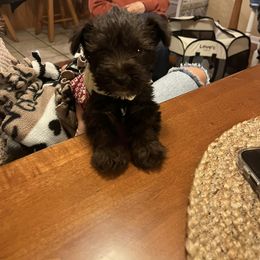 Miniature Schnauzer Puppies from Hume Family Mini Schnauzers