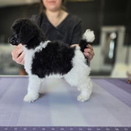 Boy 1 - Parti Poodle puppy in Parker, Colorado from Pawsh K9’s