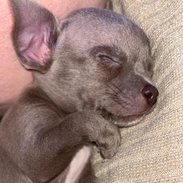 Blue - Blue male Chihuahua puppy in Wytheville, Virginia from Southwest Virginia Chihuahua