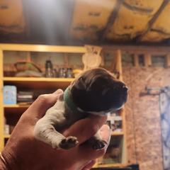 Deutsch-Drahthaar Puppies from vom Cornerstone