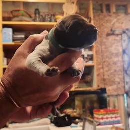 Deutsch-Drahthaar Puppies from vom Cornerstone