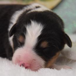 Girl 2 - female Australian Shepherd puppy in Clinton, Missouri from RockyTop Hearts