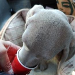 Weimaraner Puppies from Kaleidoscope Weims