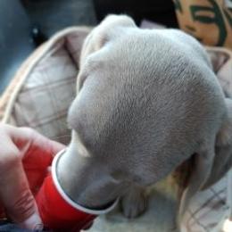 Weimaraner Puppies from Kaleidoscope Weims