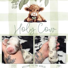 Dexter - Blue merle and white male American Corgi puppy in Greenwood, Indiana from Witch Creek Corgis