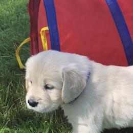 Golden Retriever Puppies from Fox Ridge English Golden Retrievers