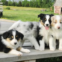 Australian Shepherd Puppies from Real McCoy Australian Shepherds
