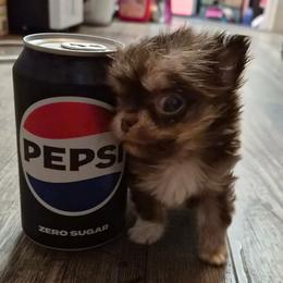 Flik - Chocolate and tan male Chihuahua puppy in Silver Summit, Utah from Snow Peak Kennel