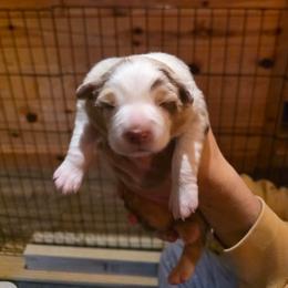 Chai - Red merle female Australian Shepherd puppy in Holly, Michigan from Groveland's Haus of Aus