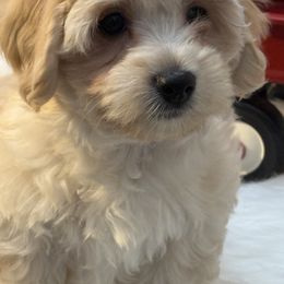 Boy 4 - male Coton de Tulear puppy in Florida from Dynasty Cotons of Florida