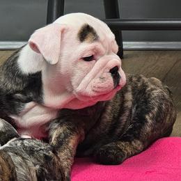 Envy - Red brindle and white female Bulldog puppy in Laurel, Montana from Bull Mountain Bulldogs