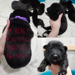 Girl 1 - Black and tan German Shepherd puppy in Georgia from The Creative Rhone Kennel