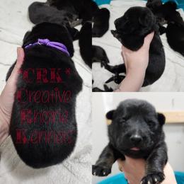 Girl 1 - Black and tan German Shepherd puppy in Georgia from The Creative Rhone Kennel