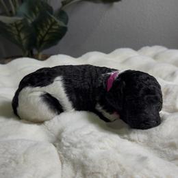 Girl 4 - Parti female Goldendoodle puppy in Goodyear, Arizona from AZ Royal Doxies llc
