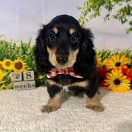 Winston - Black and cream male Dachshund puppy in Lakeland, Florida from Ruthie’s Rich Mini Dachshunds