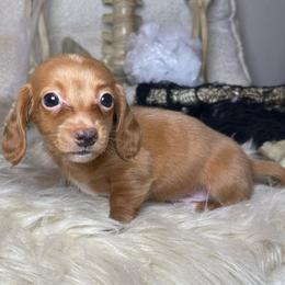 Cullen - Red male Dachshund puppy in Washburn, Tennessee from Clinch Mountain Dachshunds