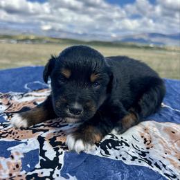 Ruffian - Black tri female Miniature Australian Shepherd puppy in Beaver, Utah from Renegade Point Stock Dogs