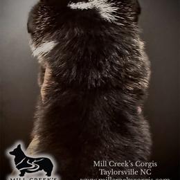 Phoenix-Stunning black head tri with his natural long tail - Black and tan male Pembroke Welsh Corgi puppy in Taylorsville, North Carolina from Mill Creek’s Pembroke Welsh Corgis and French Bulldogs