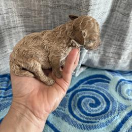 Angel - Apricot male Poodle puppy in Hernando Beach, Florida from Minipupps