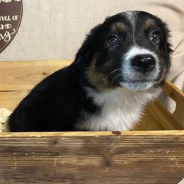 Miniature Australian Shepherd Puppies from Arch Hill Mini Aussies