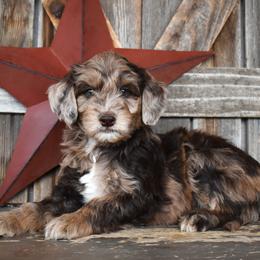 Tirian - Merle male Goldendoodle puppy in Macedon, New York from Toodles Goldendoodles