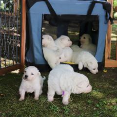 Berger Blanc Suisse Puppies from Apex Winters Wind