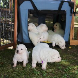 Berger Blanc Suisse Puppies from Apex Winters Wind