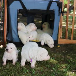 Berger Blanc Suisse Puppies from Apex Winters Wind