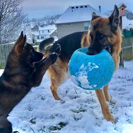 German Shepherd All Grown Up from Haus Heckfeuer