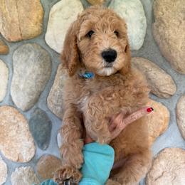 Light Blue - Girl - Red  female Goldendoodle puppy in Kent City, Michigan from Hannah Mae Doodles