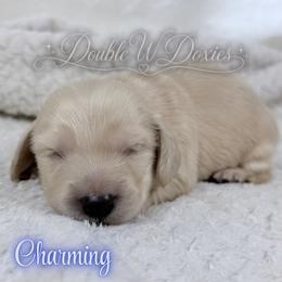 Charming - Cream male Dachshund puppy in Alto, Texas from Double W Doxies