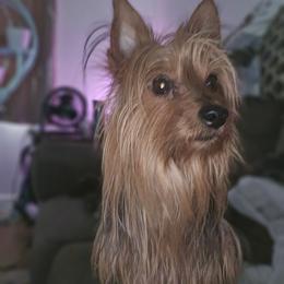Mini - Silky Terrier