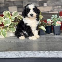 Abilene - Black female Double Doodle puppy in Millersburg, Ohio from T Sanctum
