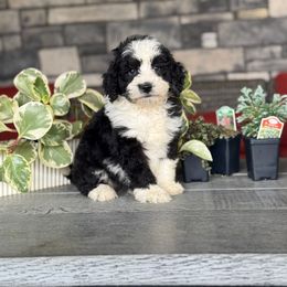 Abilene - Black female Double Doodle puppy in Millersburg, Ohio from T Sanctum