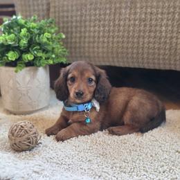 AKC Meet Sugar :) - Sable female Dachshund puppy in Centerville, Iowa from Barnyard Dachshunds, Dals & Doodles