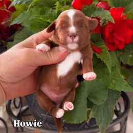 Howie - Red male Cavapoo puppy in Salt Lake City, Utah from SunnySide Mini Doodles
