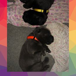 Cane Corso Puppies from MTZ Cane Corso, LLC