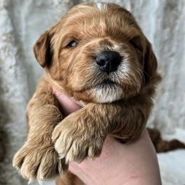Bernedoodle, Goldendoodle, Poodle, and Sheepadoodle Puppies from Kerr Kanine Ranch