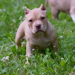 Boy 1 - Fawn male American Bully puppy in Baltimore, Maryland from Weight In Gold Kennels
