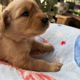 Ms. Purple - Golden female Golden Retriever puppy in Vesuvius, Virginia from South River Retriever's
