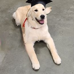 Golden Retriever All Grown Up from Tamarind Goldens
