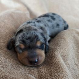 Misty - Dapple female Dachshund puppy in Signal Mountain, Tennessee from Hot Diggity Doxens
