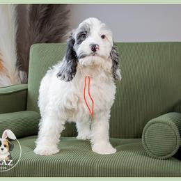 Simba - Merle male Cockapoo puppy in Connersville, Indiana from Deaz Doodle Ranch