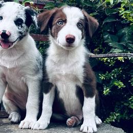 Boy 2 - red and white - White and red male Border Collie puppy in Minden, Iowa from Rocking N Registered Border Collies & Labradors