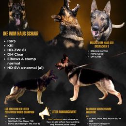 TBD - Sable male German Shepherd puppy in Newville Al, Alabama from Triple S DDR German Shepherds