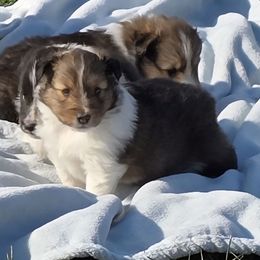 Finn - Sable and white male Shetland Sheepdog puppy in Luray, Missouri from Krayola Shelties