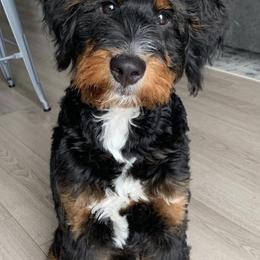 Bernedoodles and Bernese Mountain Dogs from Snowy Desert Bernese