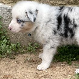 Boy 3 - Blue merle Australian Shepherd puppy in Blum, Texas from 4P Poteet Farms